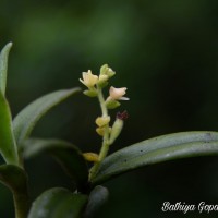 Trichotosia thwaitesii (Trimen) Ormerod & C.S.Kumar